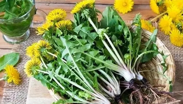 Какви промени ги гледате во вашето тело кога пиете глуварчиња секој ден? Дали екстрактот од глуварче е точно за анти -карцином?