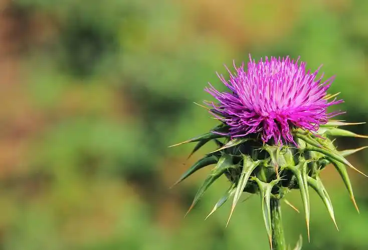 Кои болести можат да се користат силимарин за лекување?