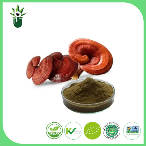 Екстракт од Ganoderma Lucidum